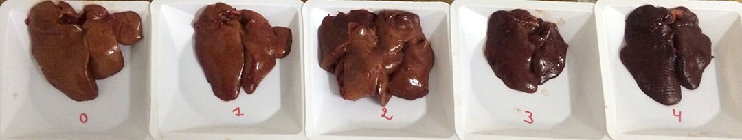 0-4 arası bir ölçekte mikotoksinler nedeniyle karaciğer renginde artış.  Aflatoksinler ayrıca soluk, sarı bir renge neden olabilir.